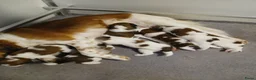 Kooikerhondje honden te koop: Supper liever  nestje kooiker pups van 7 - Advertentie 6