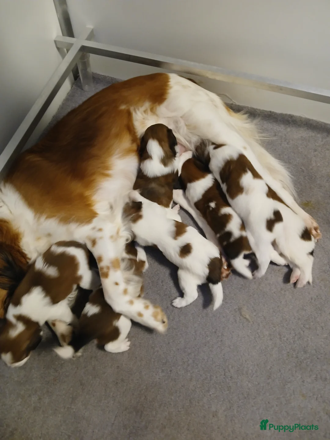 Kooikerhondje honden te koop: Supper liever  nestje kooiker pups van 7 - Advertentie 6