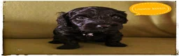 Labradoodle honden te koop: Mini labradoodle pups - Advertentie 12