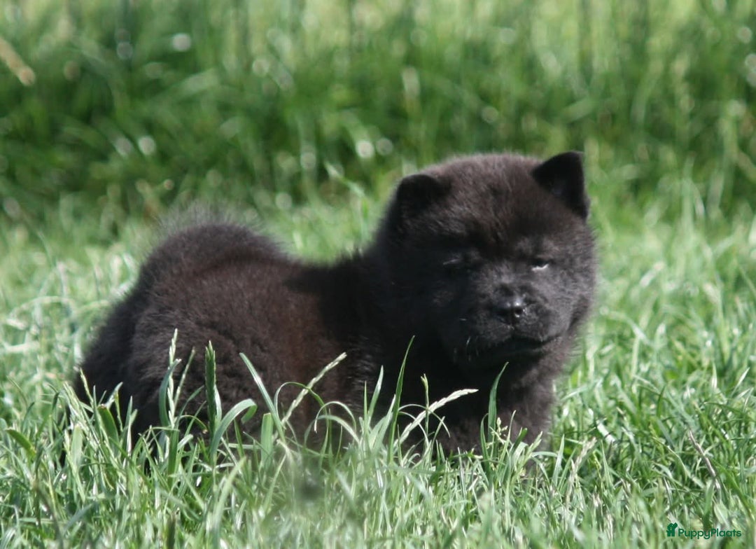 Chow Chow honden te koop: Chow Chow pups - Afbeelding 13