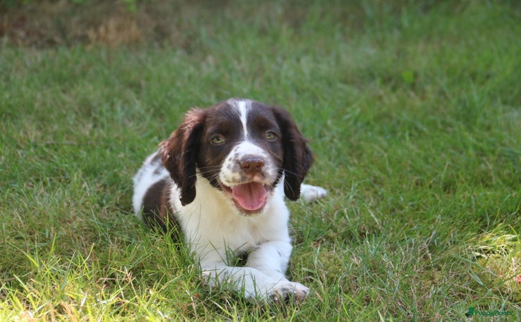 Engelse Springer Spaniel honden - Advertentie 1