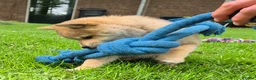 Kruising honden te koop: Shiba inu pups 8 weken (kwart pomeriaan) - Advertentie 17