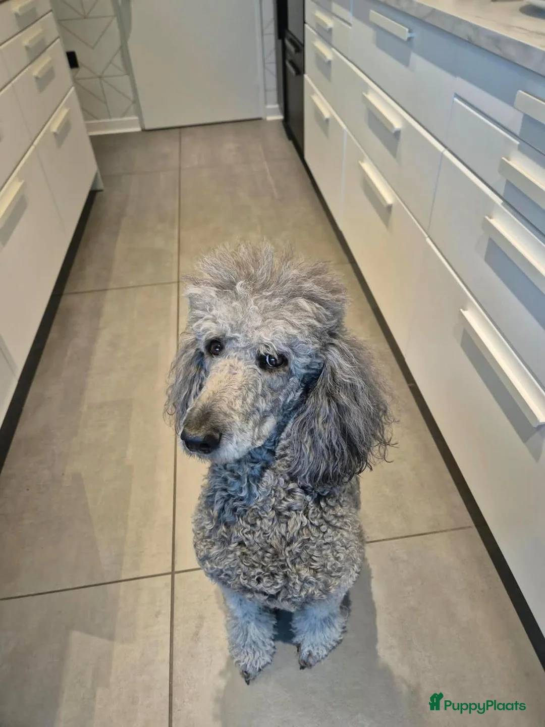 Poedel honden te koop: 1 reutje, koningspoedel - Advertentie 2