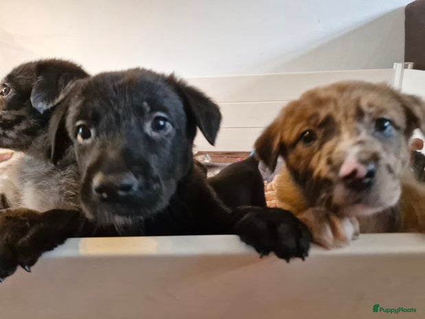 Kruising honden Prachtige kruising pups - Advertentie 2