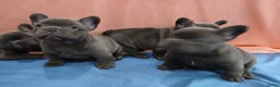 Franse Bulldog honden te koop: Franse Bulldog Pups met langer neusje Blauw&lilac - Advertentie 7