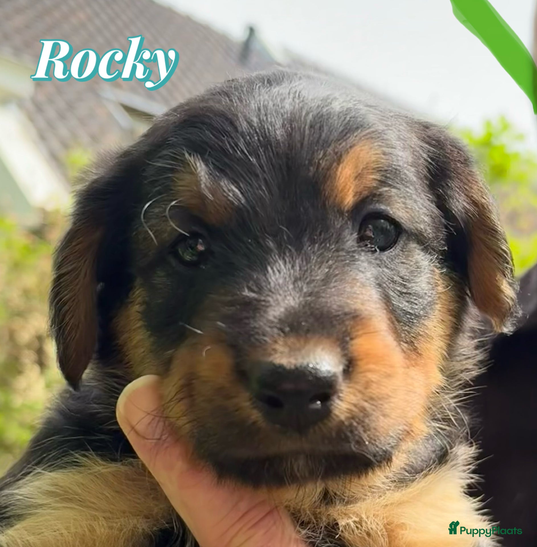 Kruising honden te koop: Nog 1 lieve pup te koop in Niebert - Advertentie 16