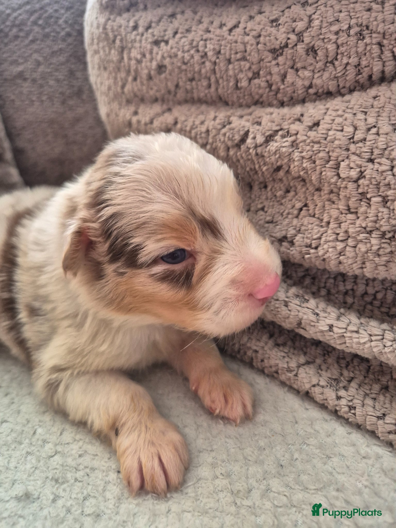 Australian Shepherd honden Australian Shepherds pups uit geteste ouders  - Advertentie 5