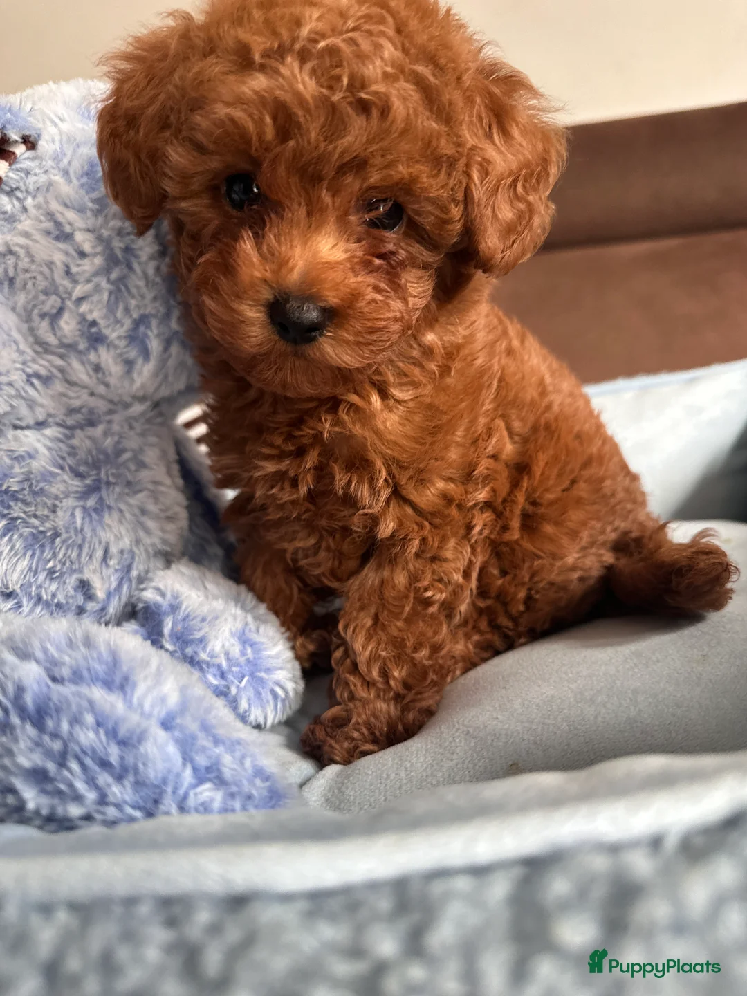 Poedel Toy honden te koop: Toypoedel puppy’s – liefdevolle gezinnen gezocht - Advertentie 5