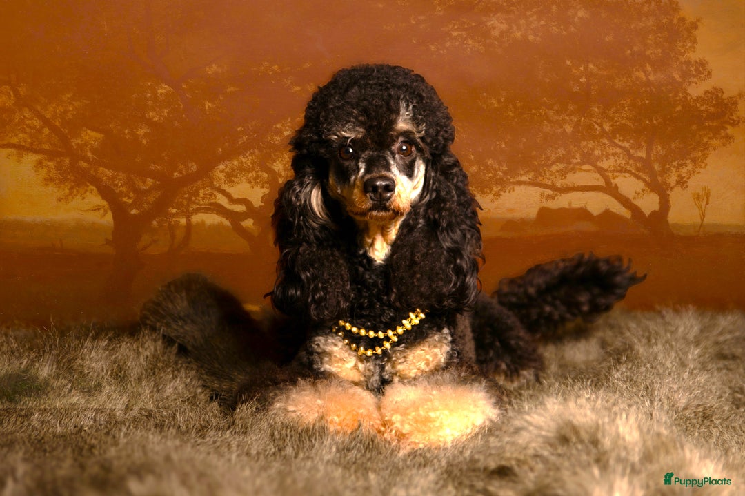 Dwergpoedel honden te koop: Dwerg (Toy) FCI stamboom, ouders volledig getest  - Advertentie 7