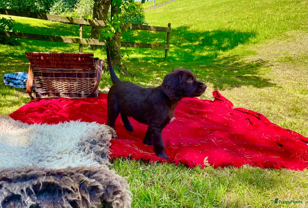 Duitse Staande Hond Langhaar honden te koop: Te koop raszuivere Duitse staande langhaar. - Afbeelding 5