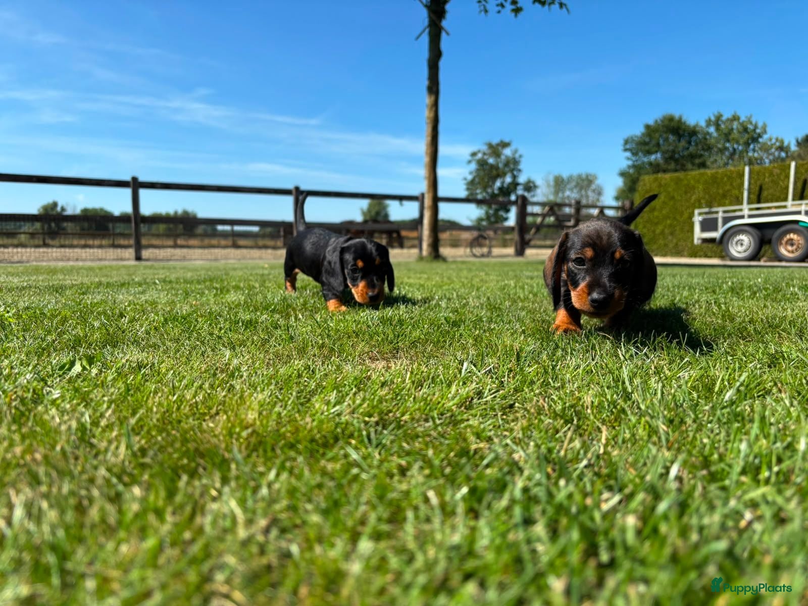 Ruwhaar Teckel honden Kaninchen Dwergteckel Ruwhaar met stamboom - Advertentie 2