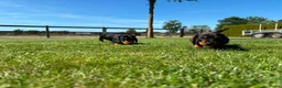 Ruwhaar Teckel honden te koop: Kaninchen Dwergteckel Ruwhaar met stamboom - Advertentie 7