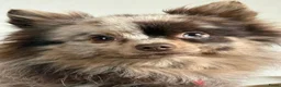 Keeshond honden te koop: Pomeriaan pups - Advertentie 8