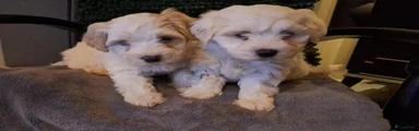 Maltipoo 1