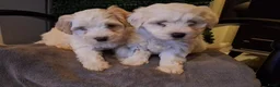 Maltipoo honden te koop: Maltipoo pups. Ouders aanwezig.  - Advertentie 9