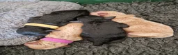 Poedel Toy honden te koop: Toy poedel puppies! - Advertentie 5
