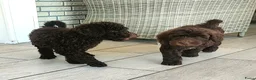 Labradoodle honden te koop: chocolade bruine f4 multigen labradoodle pups - Advertentie 7