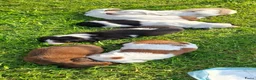 Teckel (langhaar) honden te koop: Bonte teckels merle pups - Advertentie 16