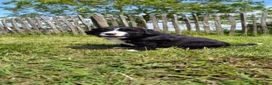 Kruising Puppy 3