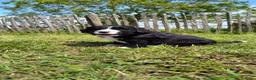 Kruising honden te koop: Mooie pups Berner kruising wetterhoun  - Advertentie 6