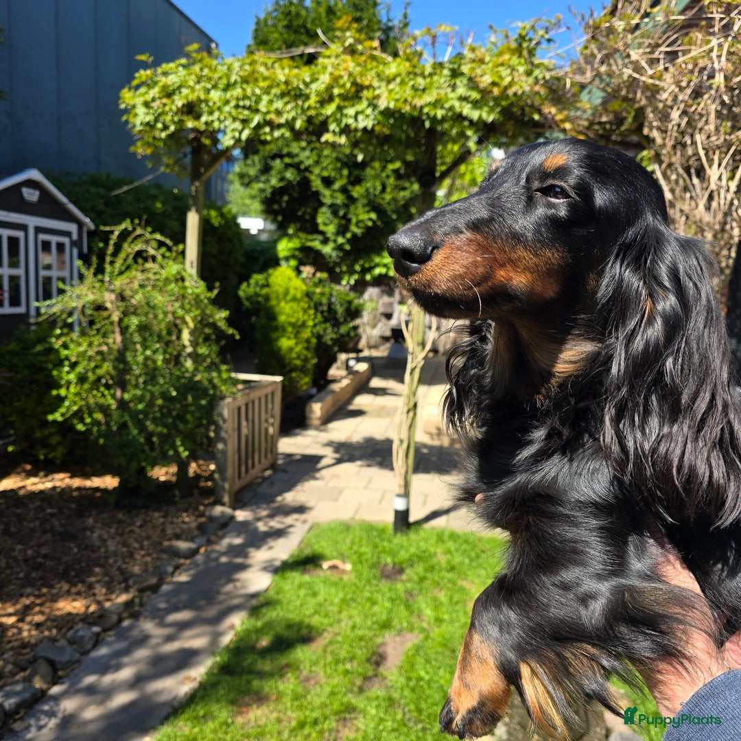Teckel (langhaar) honden te koop: St. Langharige Black & Tan puppy's te koop - Afbeelding 7
