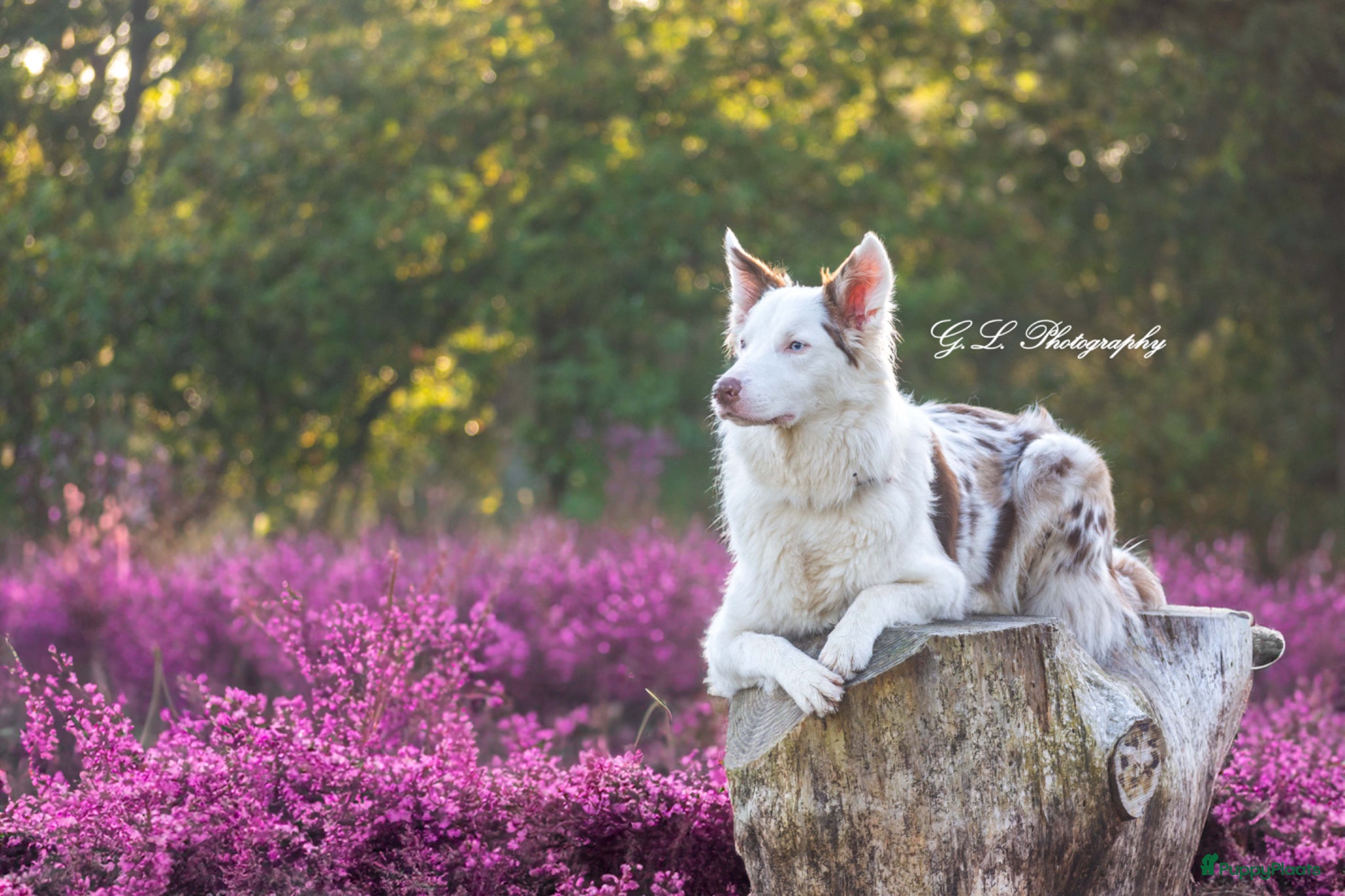 Border Collie honden Leuke Merle puppies - Advertentie 10