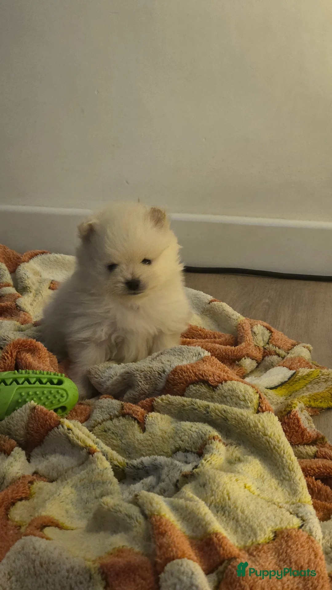 Pomeriaan honden te koop: Pomeriaan  - Advertentie 6