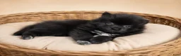 Kruising honden te koop: Mooie pomeriaan/ dwergkees pups - Advertentie 3