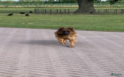 Duitse Herder honden te koop: Prachtige langharige Duitse herder met rechte rug - Afbeelding 7