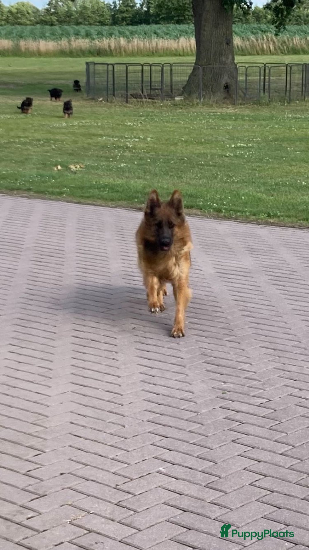Duitse Herder honden te koop: Prachtige langharige Duitse herder met rechte rug - Afbeelding 7