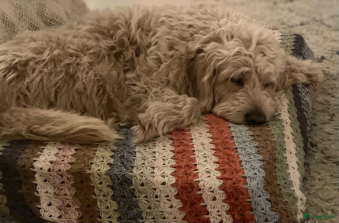 Labradoodle honden te koop: Labradoodle pups met Australian bloed - Advertentie 12