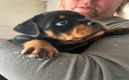 Rottweiler honden te koop: Prachtige super knappe puppy’s  in Haps - Afbeelding 17