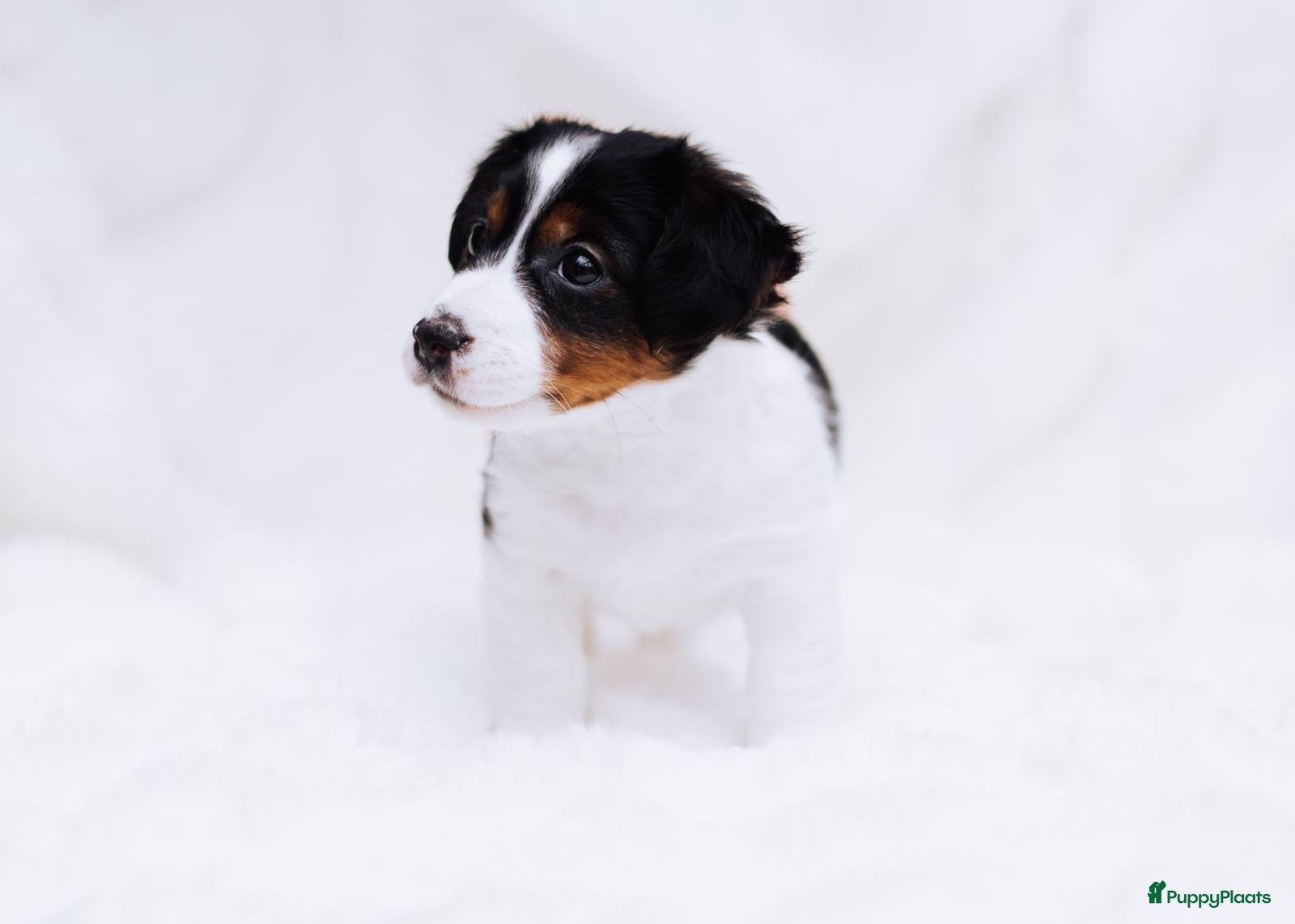 Jack Russel Terriër honden Jack Russell puppy´s te koop - Advertentie 1
