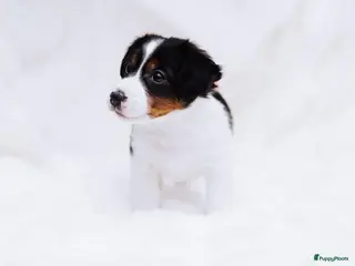 Jack Russel Terriër honden Jack Russell puppy´s te koop - Advertentie 15