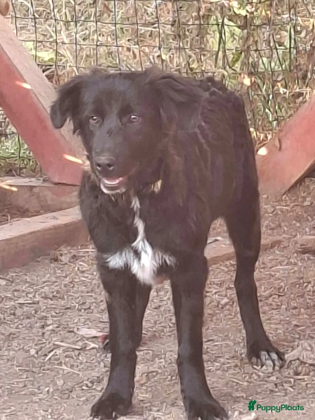 Kruising honden ter adoptie: Linna - Advertentie 1
