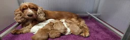 Engelse Cocker Spaniel honden te koop: Engelse Cockerspaniel pups met Stamboom  - Advertentie 8