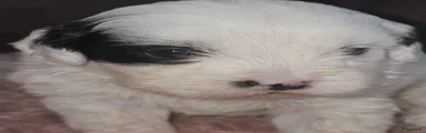 Maltezer 2