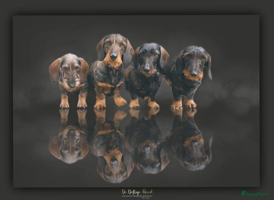 Galerij afbeelding {{count}}