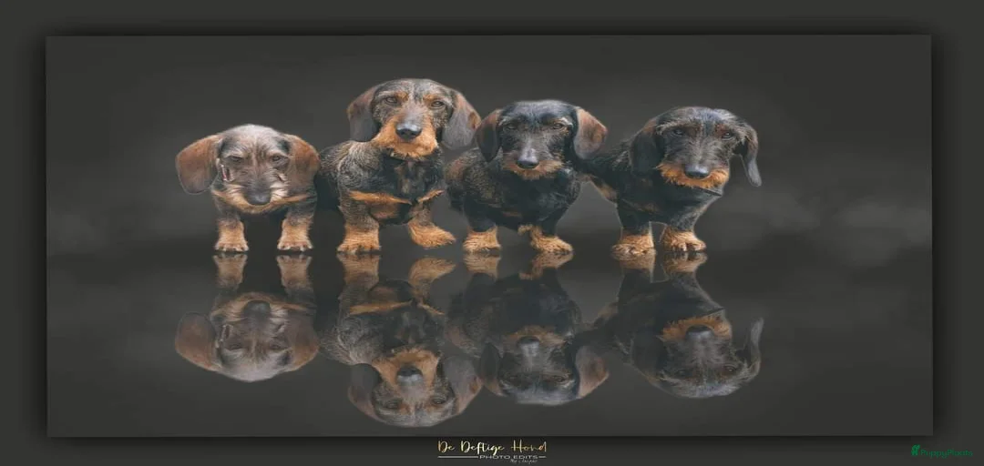 Galerij afbeelding {{count}}