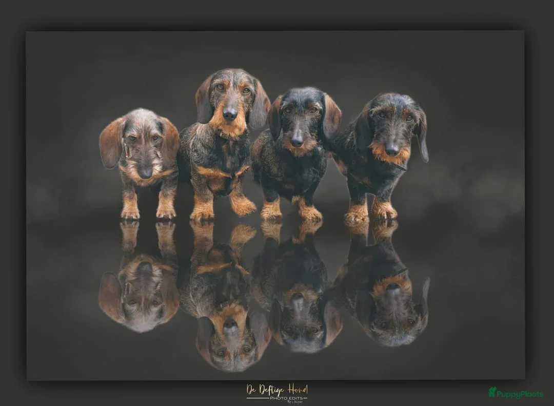 Galerij afbeelding {{count}}