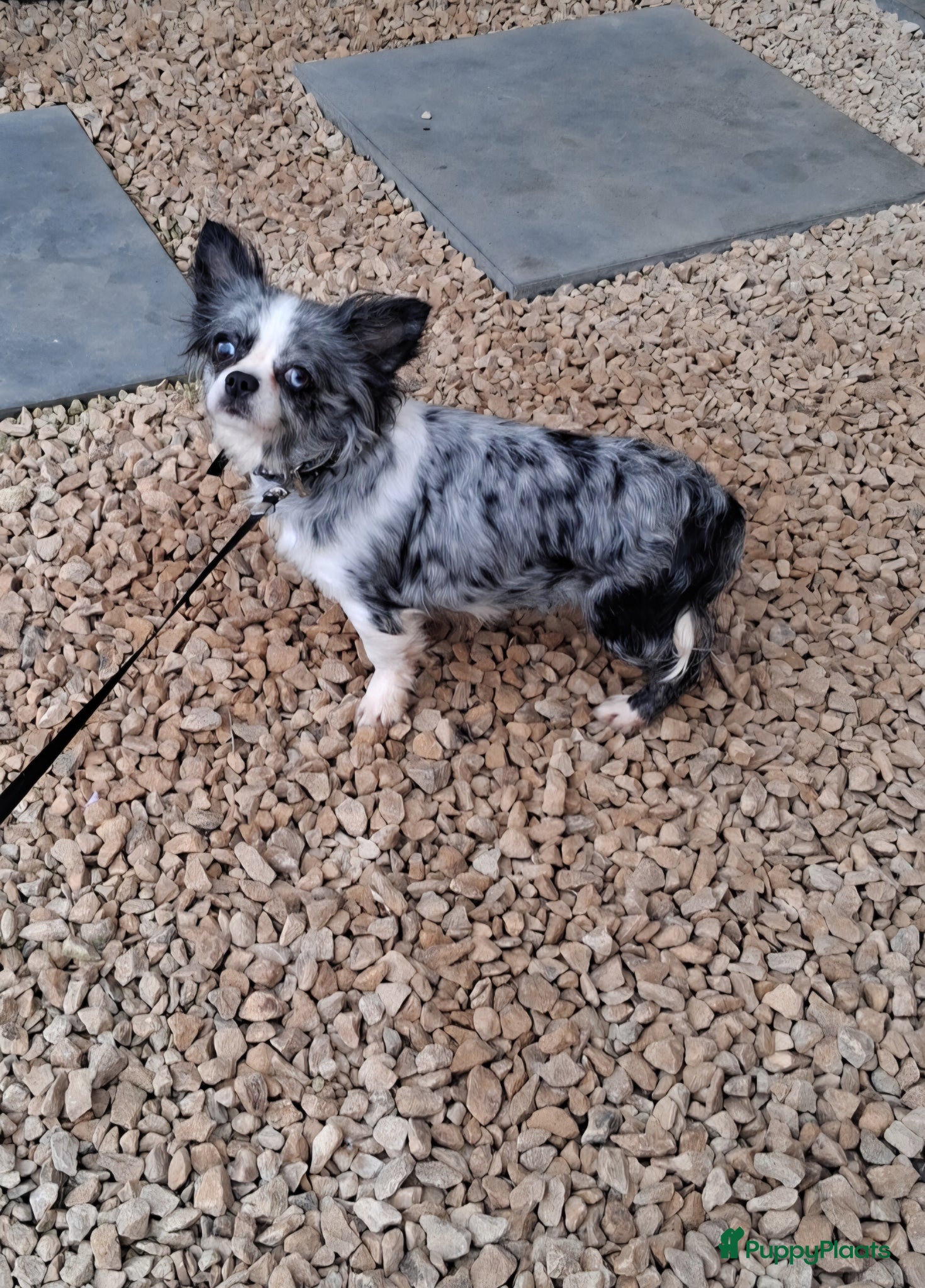 Chihuahua honden chihuahua merle teefje  - Advertentie 2