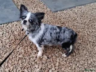 Chihuahua honden chihuahua merle teefje - Advertentie 2