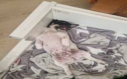 Jack Russel Terriër honden te koop: Lieve jack russel pups - Afbeelding 8