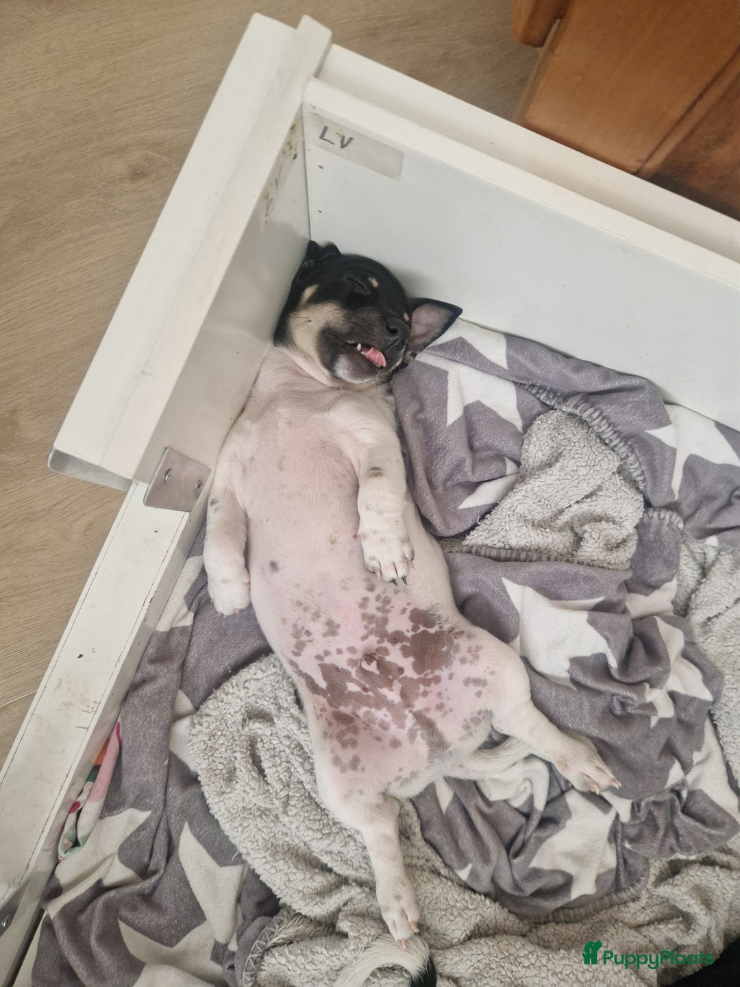 Jack Russel Terriër honden te koop: Lieve jack russel pups - Afbeelding 8