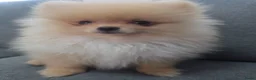 Pomeriaan honden te koop: Schattige Pommeriaan Puppy's  - Advertentie 17