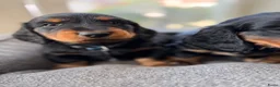 Teckel (langhaar) honden te koop: Teckel standaard langhaar met stamboom - Advertentie 7