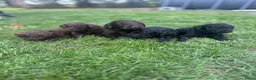 Australian Labradoodle honden te koop: Australian labradoodle puppy’s  - Advertentie 9