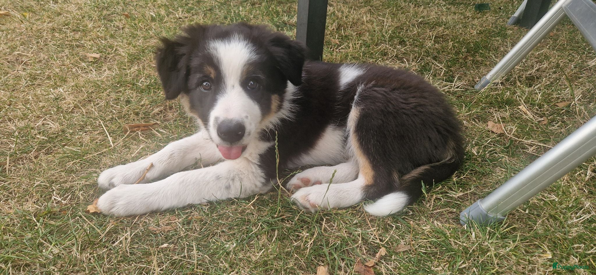 Border Collie honden Nog 1 Border Collie pup 3 kleur, heel verleidelijk - Advertentie 3