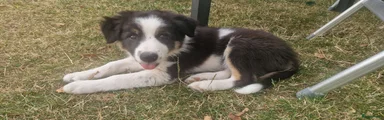 Border Collie 1