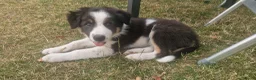 Border Collie honden te koop: GERESERVEERD Border Collie pup 3 kleur - Advertentie 1